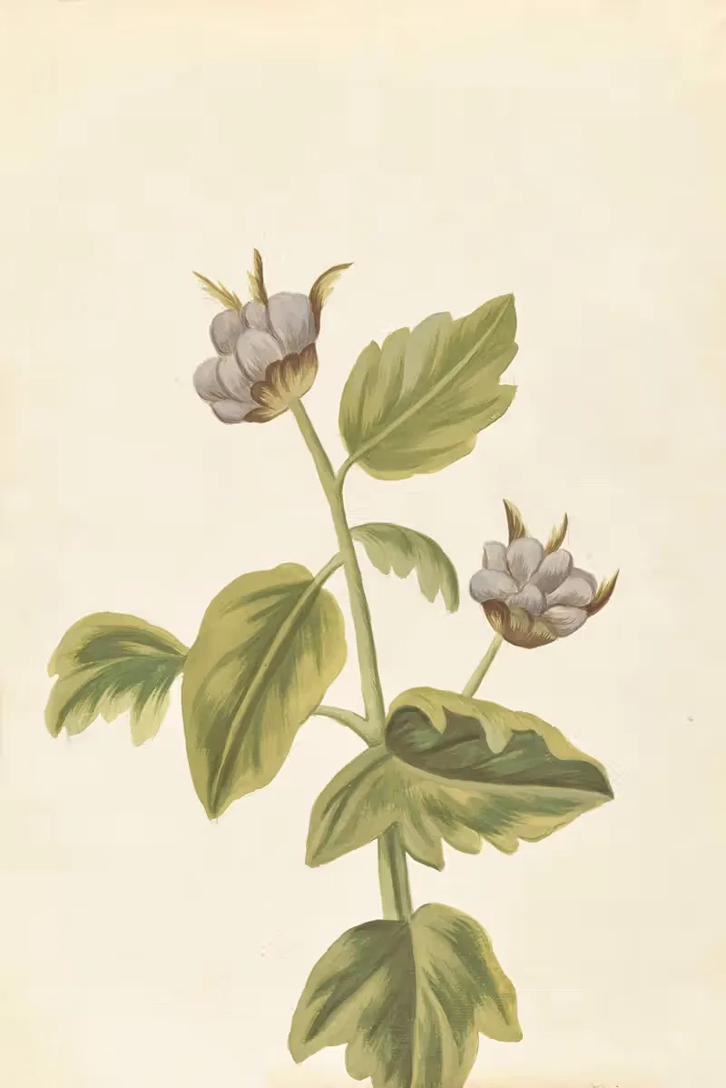 Plantes etrang par Aubriet Pl.049 — Claude Aubriet