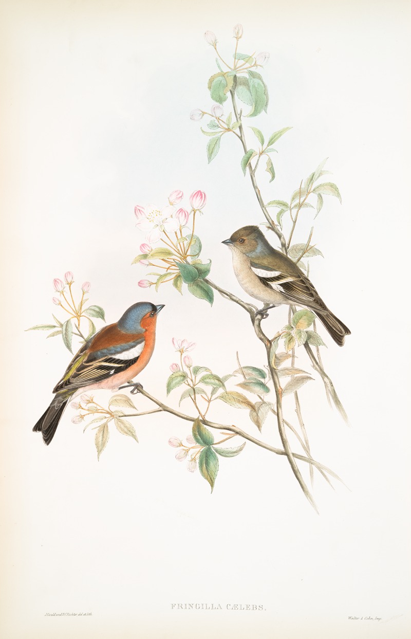 Fringilla cælebs. Chaffinch. by John Gould, 1862-1873 — digital art print download