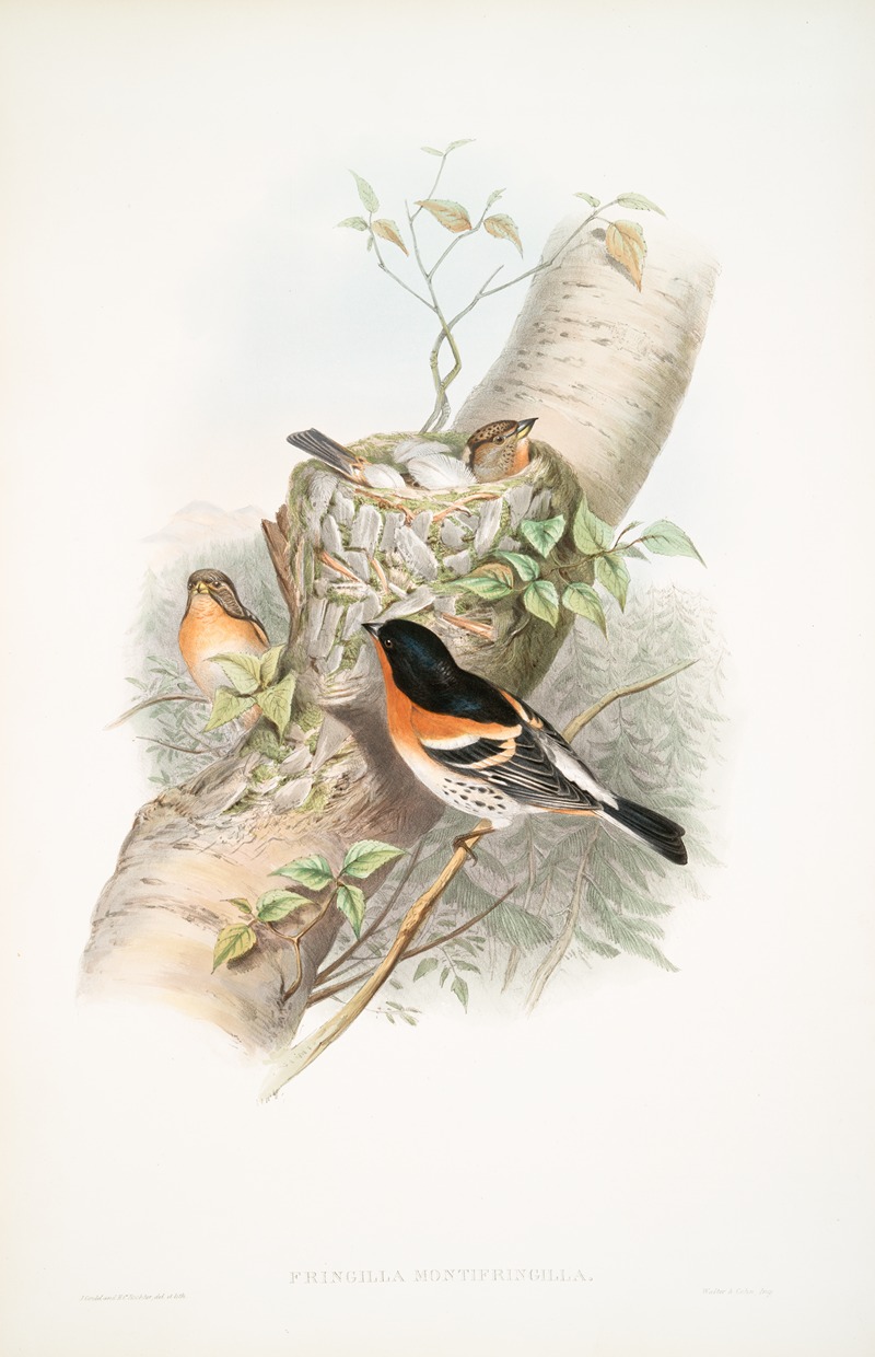 Fringilla montifringilla. Bramblefinch. — John Gould