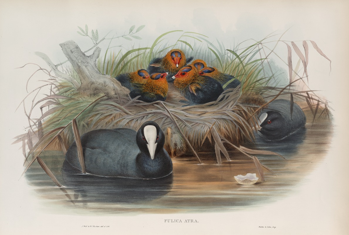 Fulica aqtra. Coot. by John Gould, 1862-1873 — digital art print download