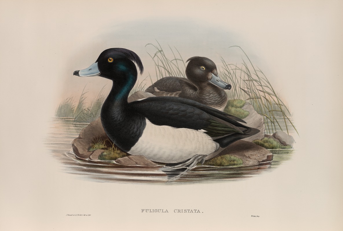 Fuligula cristata. Tufted Duck. by John Gould, 1862-1873 — digital art print download