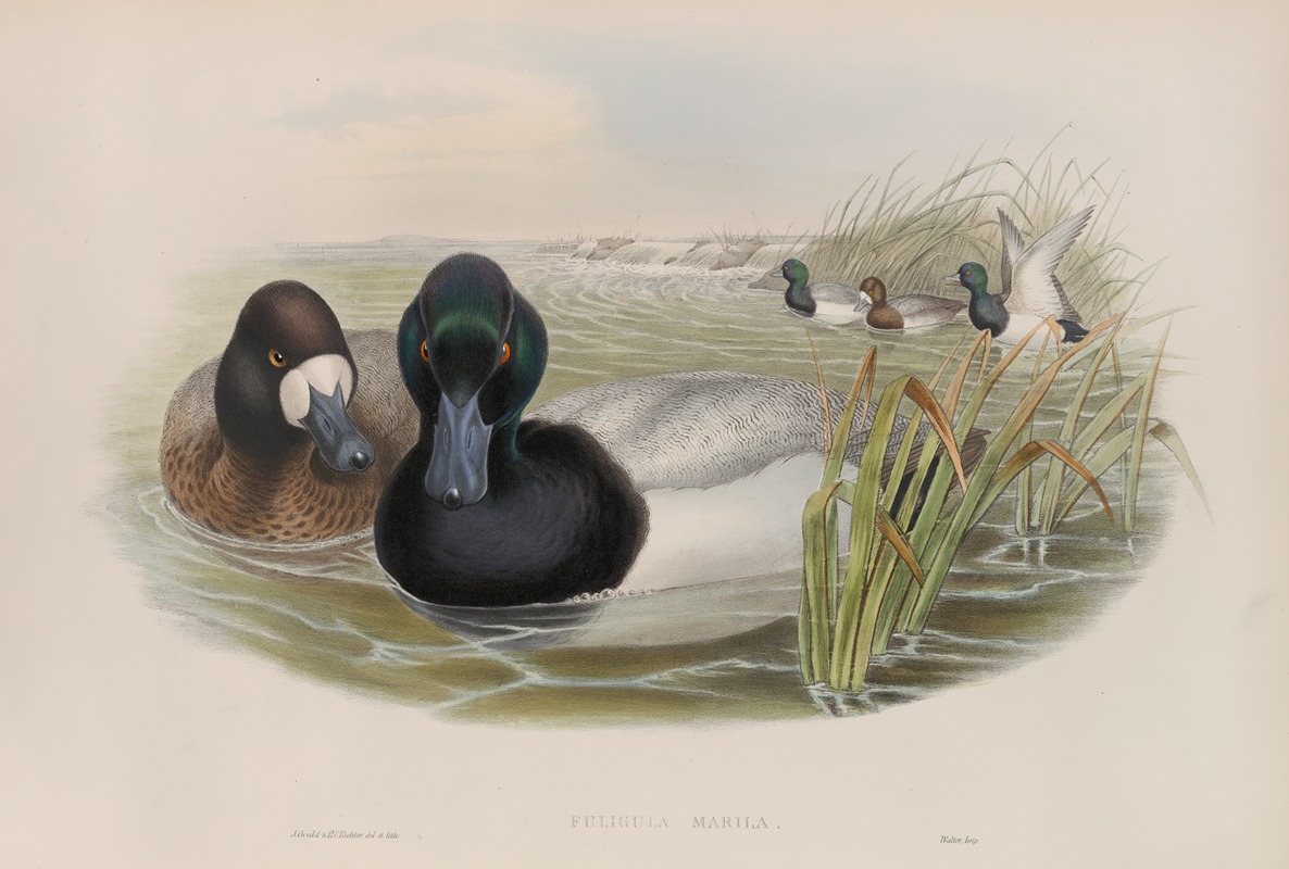 Fuligula marila. Scaup Duck. by John Gould, 1862-1873 — digital art print download