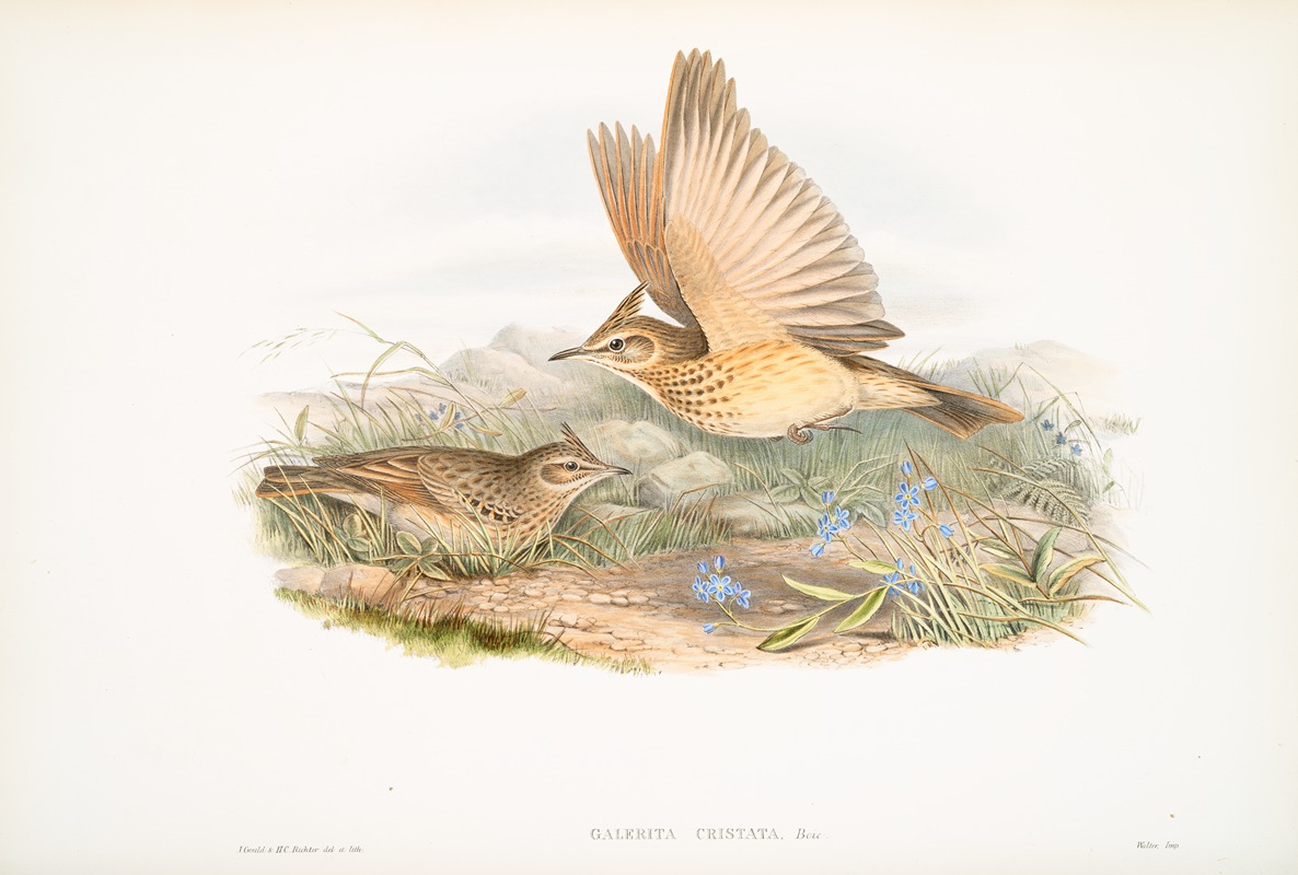 Galerita cristata. Crested Lark. — John Gould