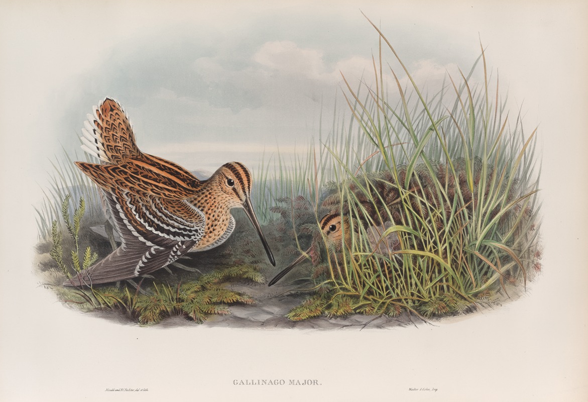 Gallinago major. Great Snipe. by John Gould, 1862-1873 — digital art print download