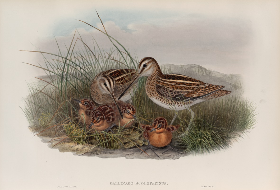 Gallinago scolopacina. Common Snipe. by John Gould, 1862-1873 — digital art print download
