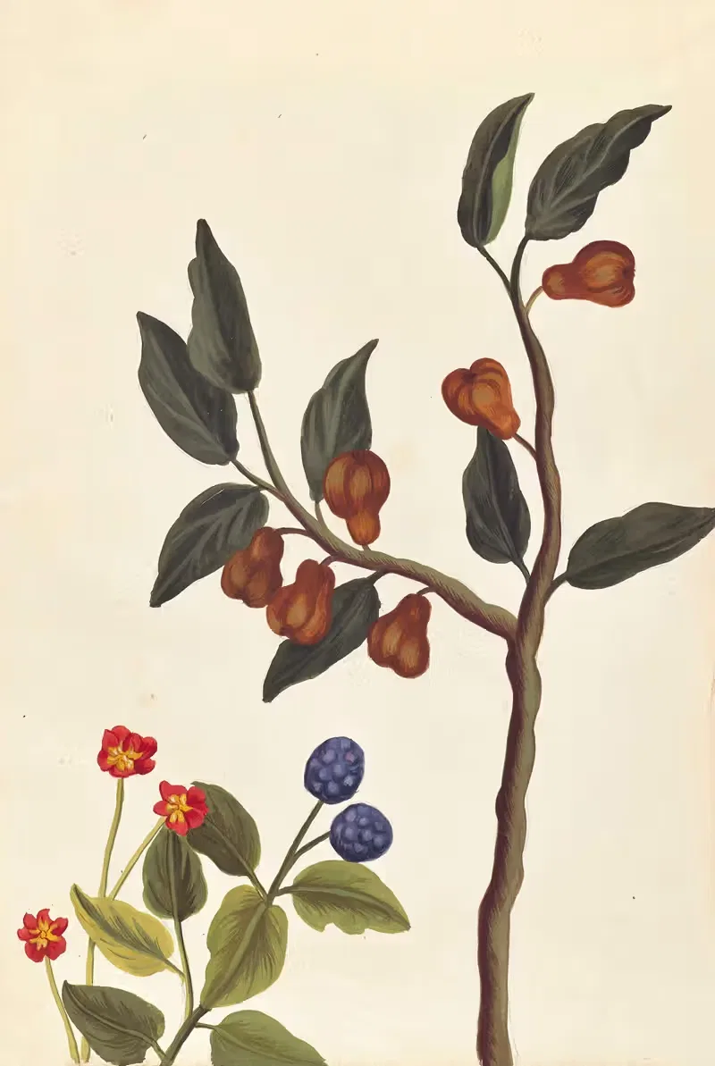 Plantes etrang par Aubriet Pl.050 — Claude Aubriet