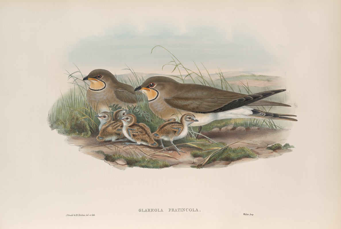 Glareola pratincola. Common Pratincole. — John Gould