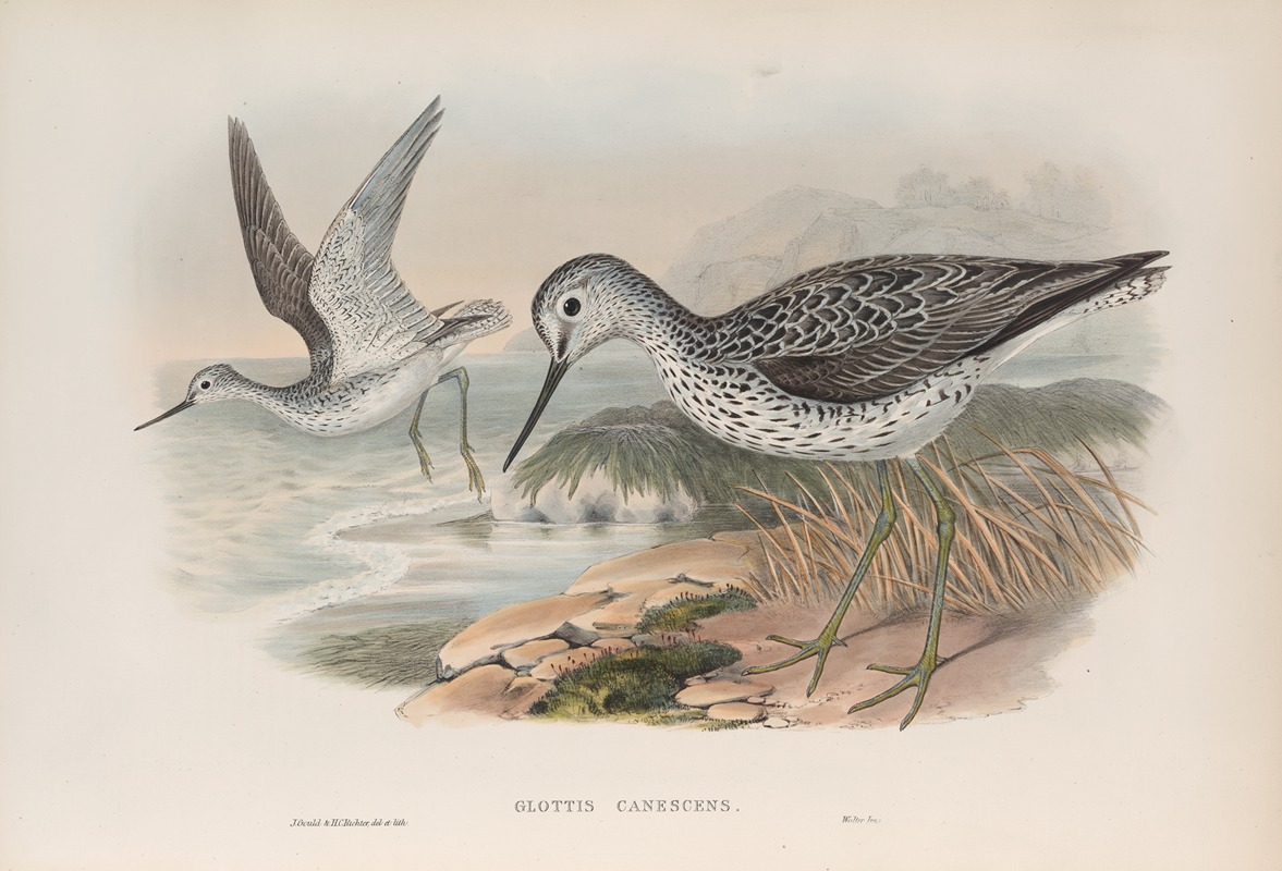 Glottis canescens. Greenshank. by John Gould, 1862-1873 — digital art print download