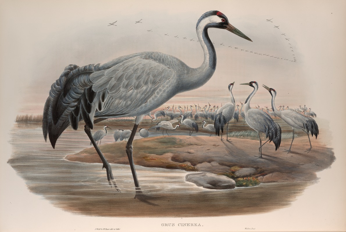 Grus cinerea. Common Crane. by John Gould, 1862-1873 — digital art print download