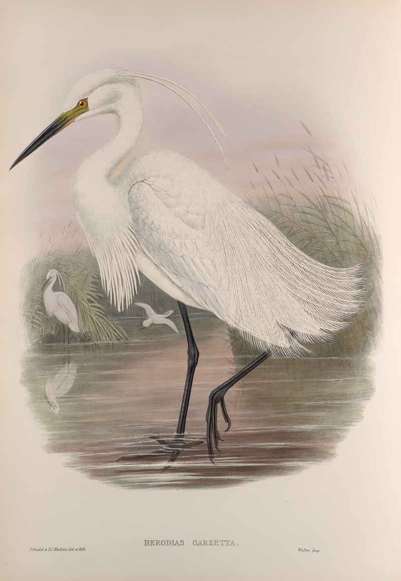 Herodias garzetta. Little Egret. — John Gould