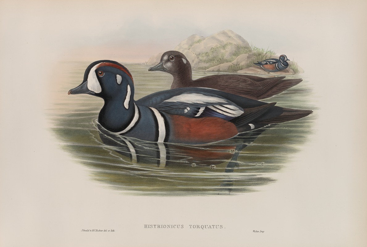Histrionicus torquatus. Harlequin Duck. — John Gould