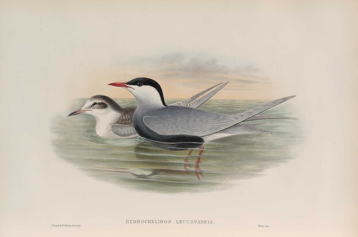 Hydrochelidon leucopareia. Whiskered Tern. — John Gould