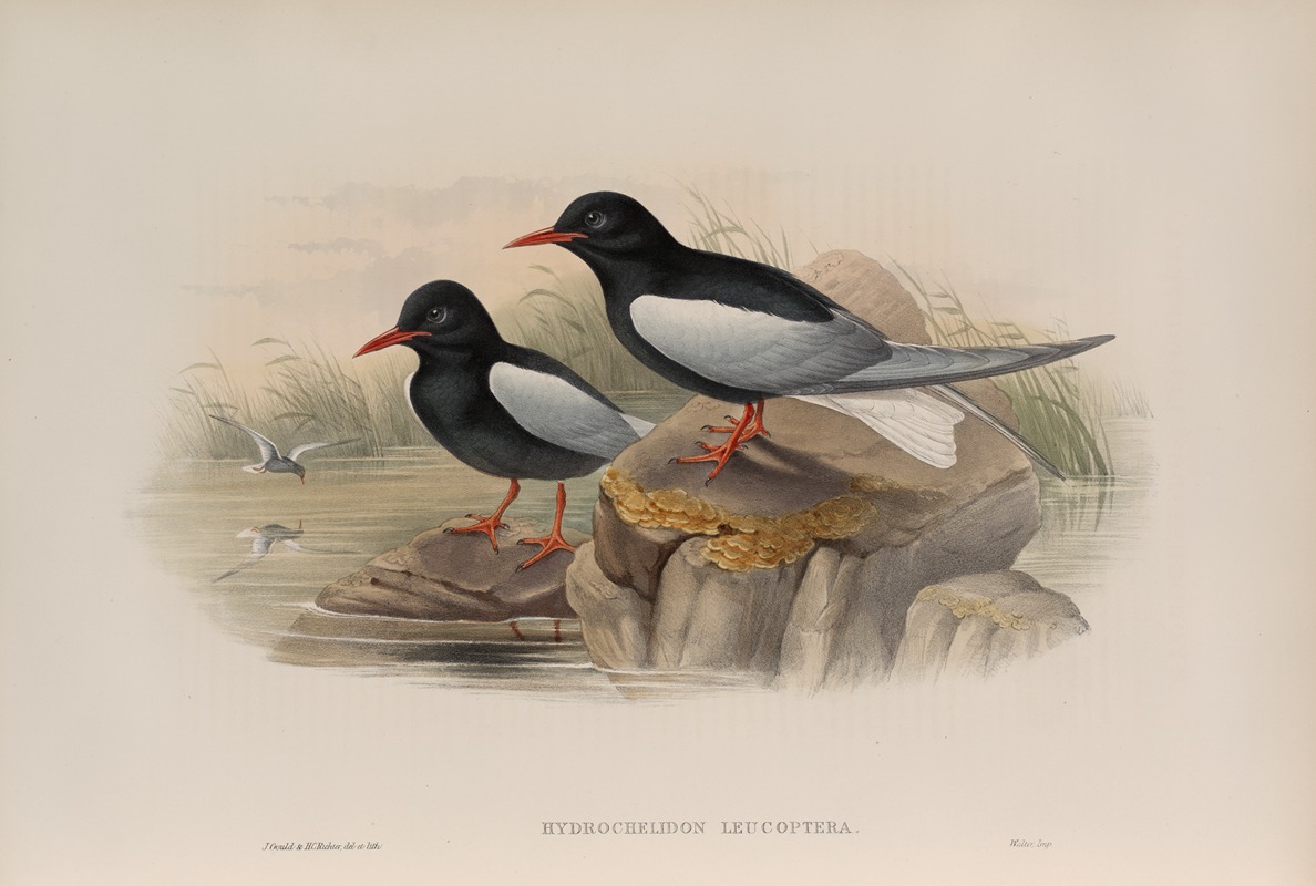 Hydrochelidon leucoptera. White-winged Tern. by John Gould, 1862-1873 — digital art print download