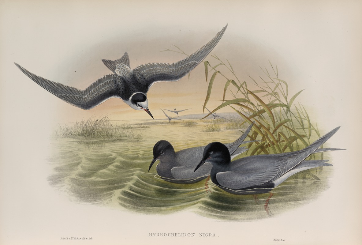 Hydrochelidon nigra. Black Tern. by John Gould, 1862-1873 — digital art print download