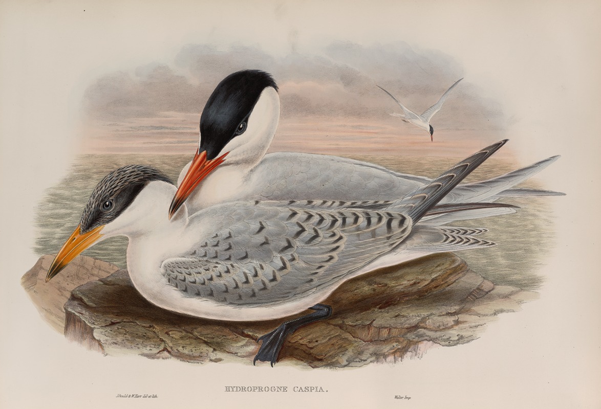 Hydroprogne caspia. Caspian Tern. by John Gould, 1862-1873 — digital art print download