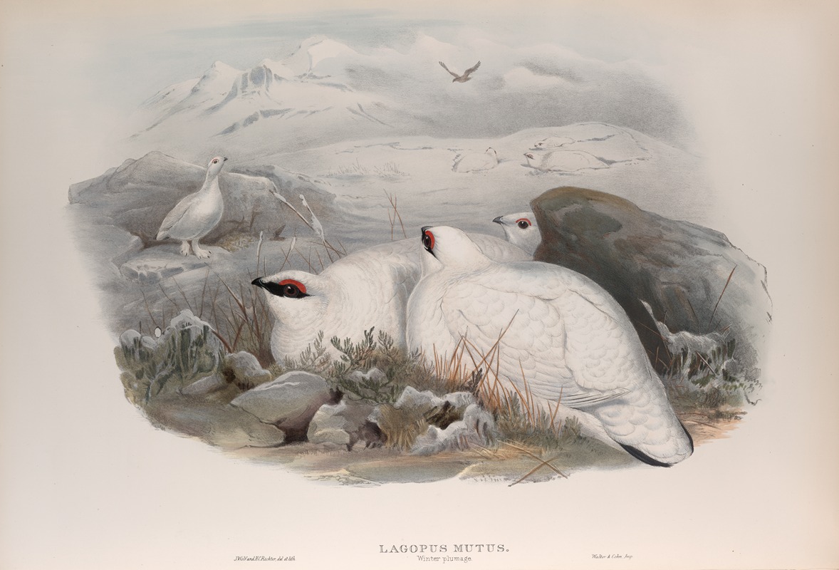 Lagopus mutus. Ptarmigan. by John Gould, 1862-1873 — digital art print download