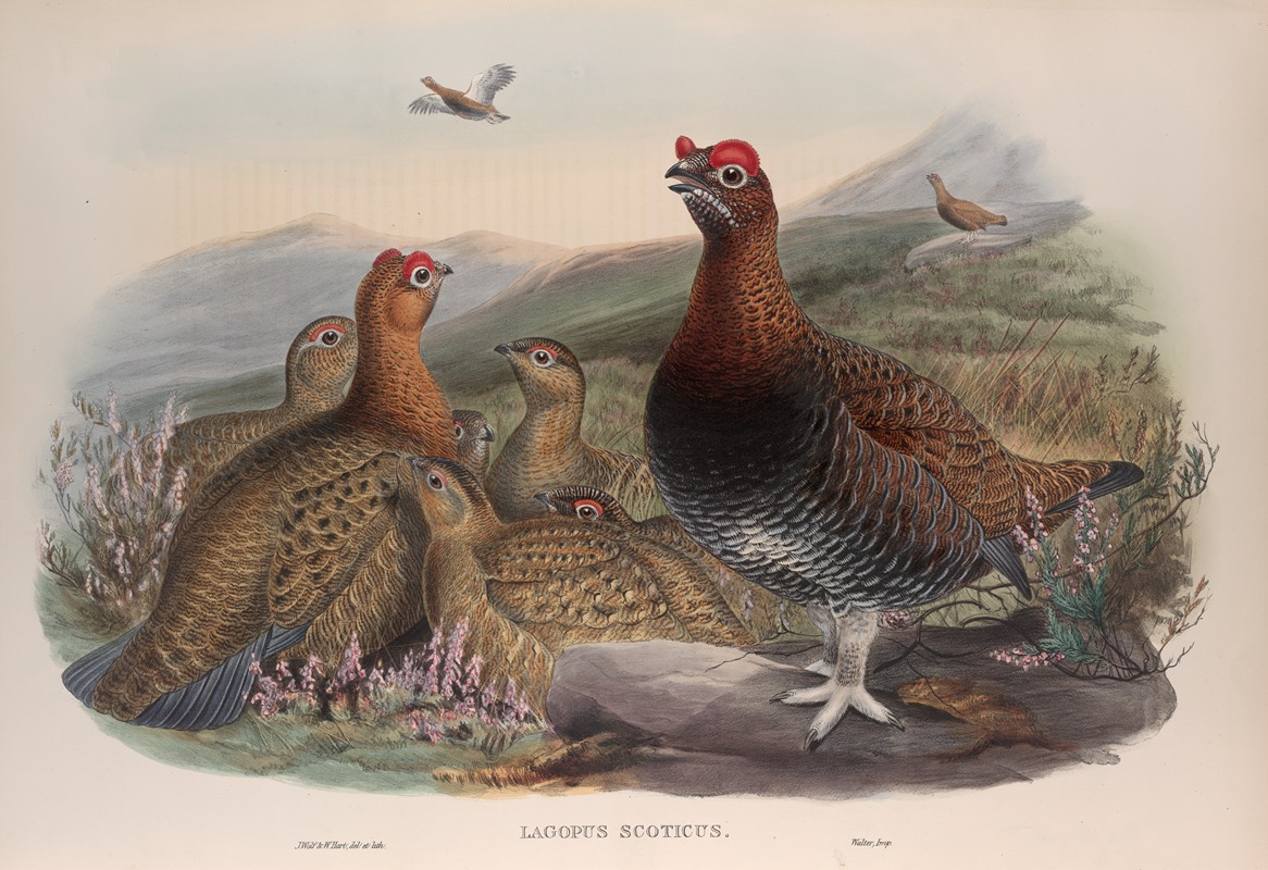 Lagopus scoticus. Red Grouse. by John Gould, 1862-1873 — digital art print download