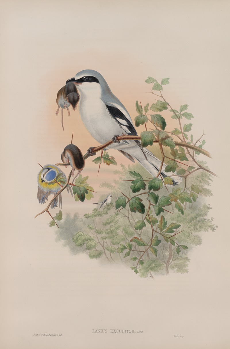 Lanius excubitor. Great Grey Shrike. — John Gould