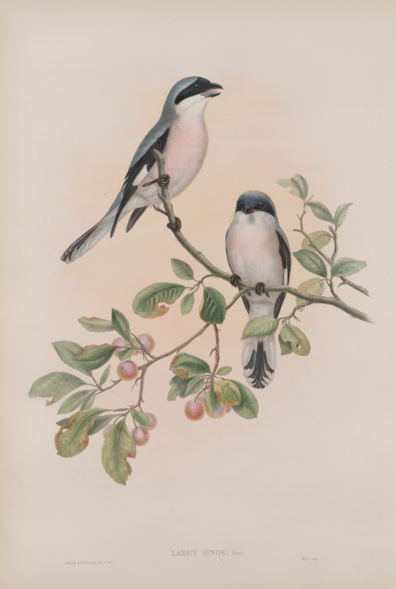 Lanius minor. Rose-Breasted Shrike — John Gould
