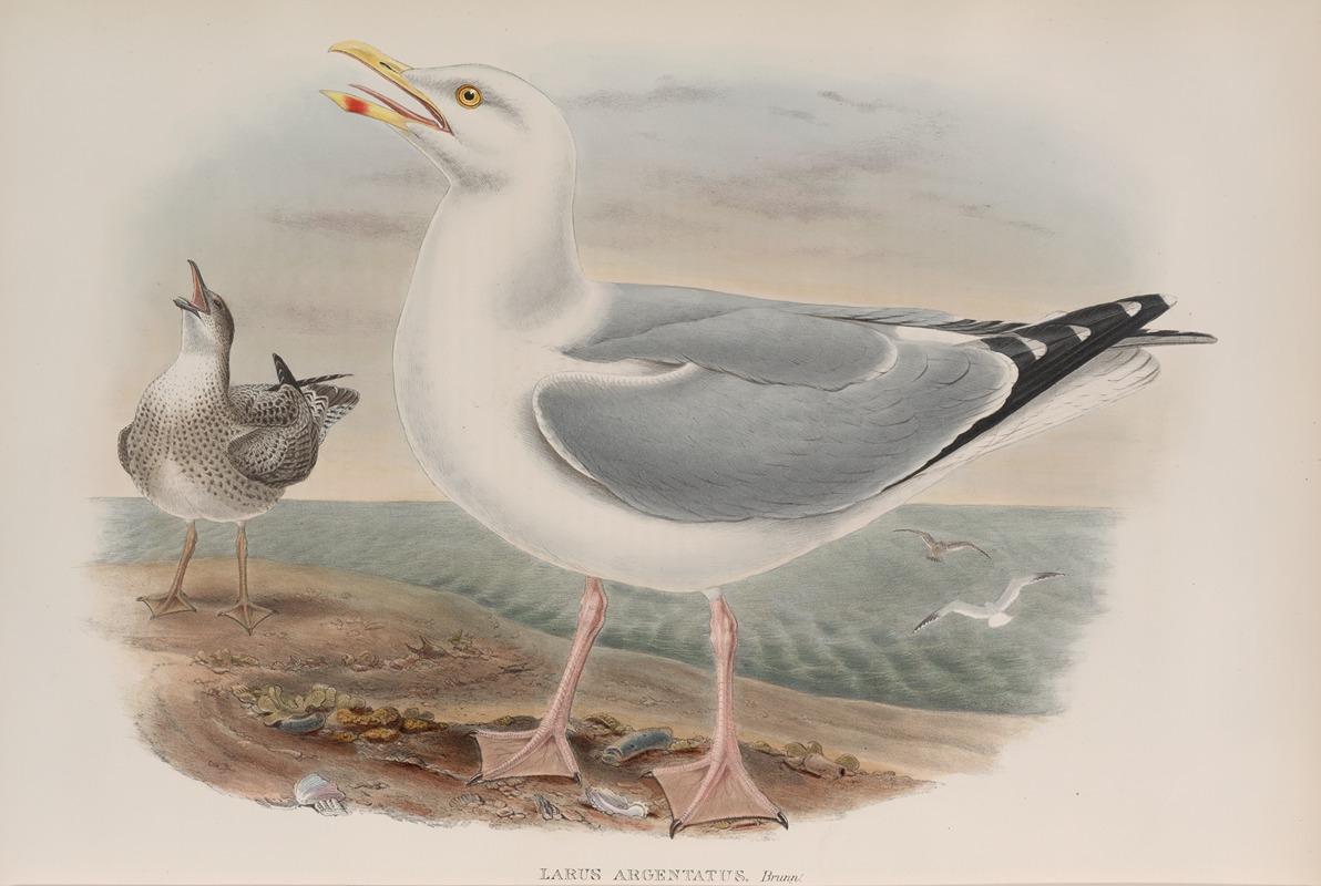 Larus argentatus. Herring-Gull. by John Gould, 1862-1873 — digital art print download