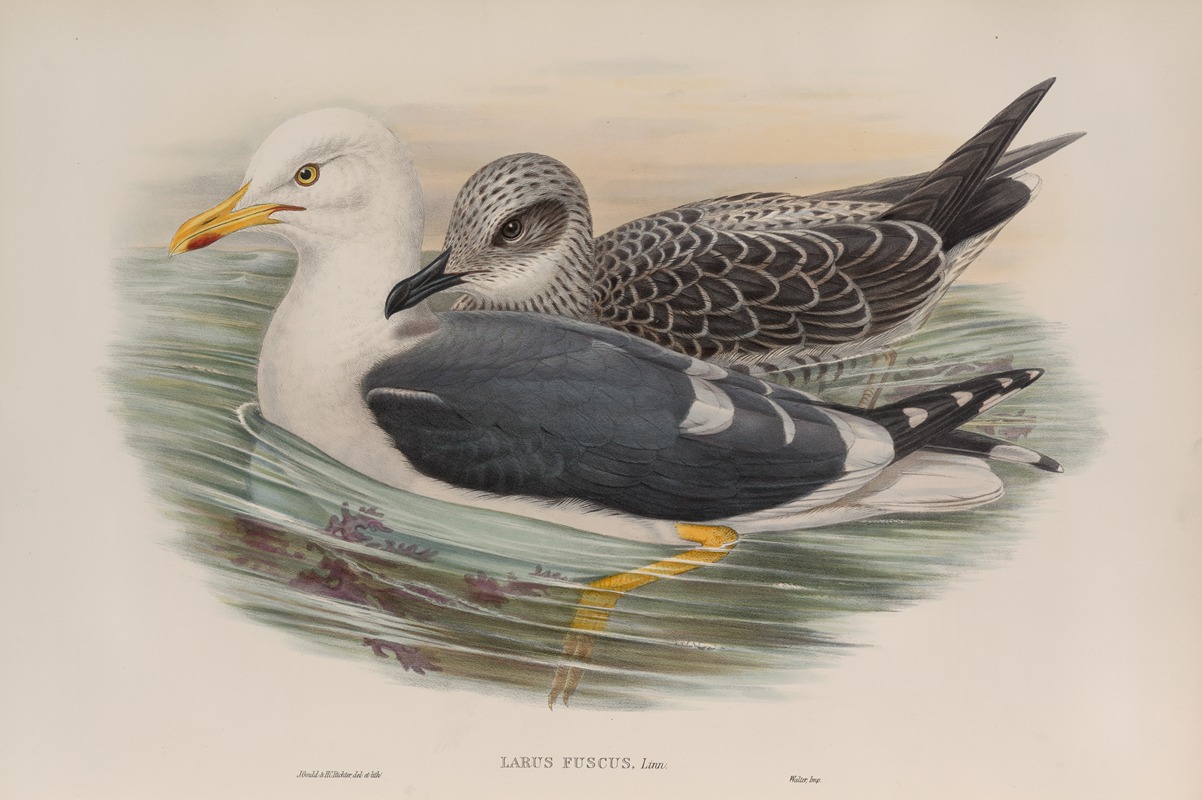Larus fuscus. Lesser Black-backed Gull. by John Gould, 1862-1873 — digital art print download
