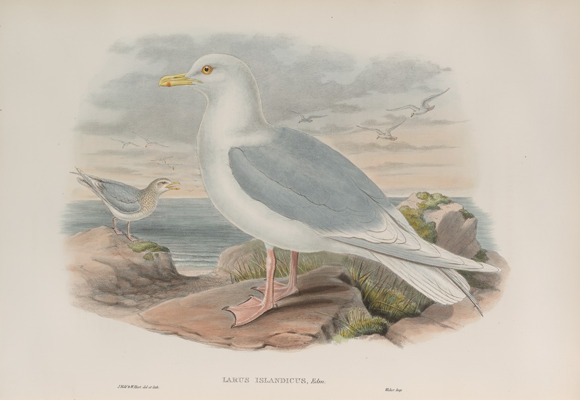 Larus islandicus. Iceland Gull. by John Gould, 1862-1873 — digital art print download