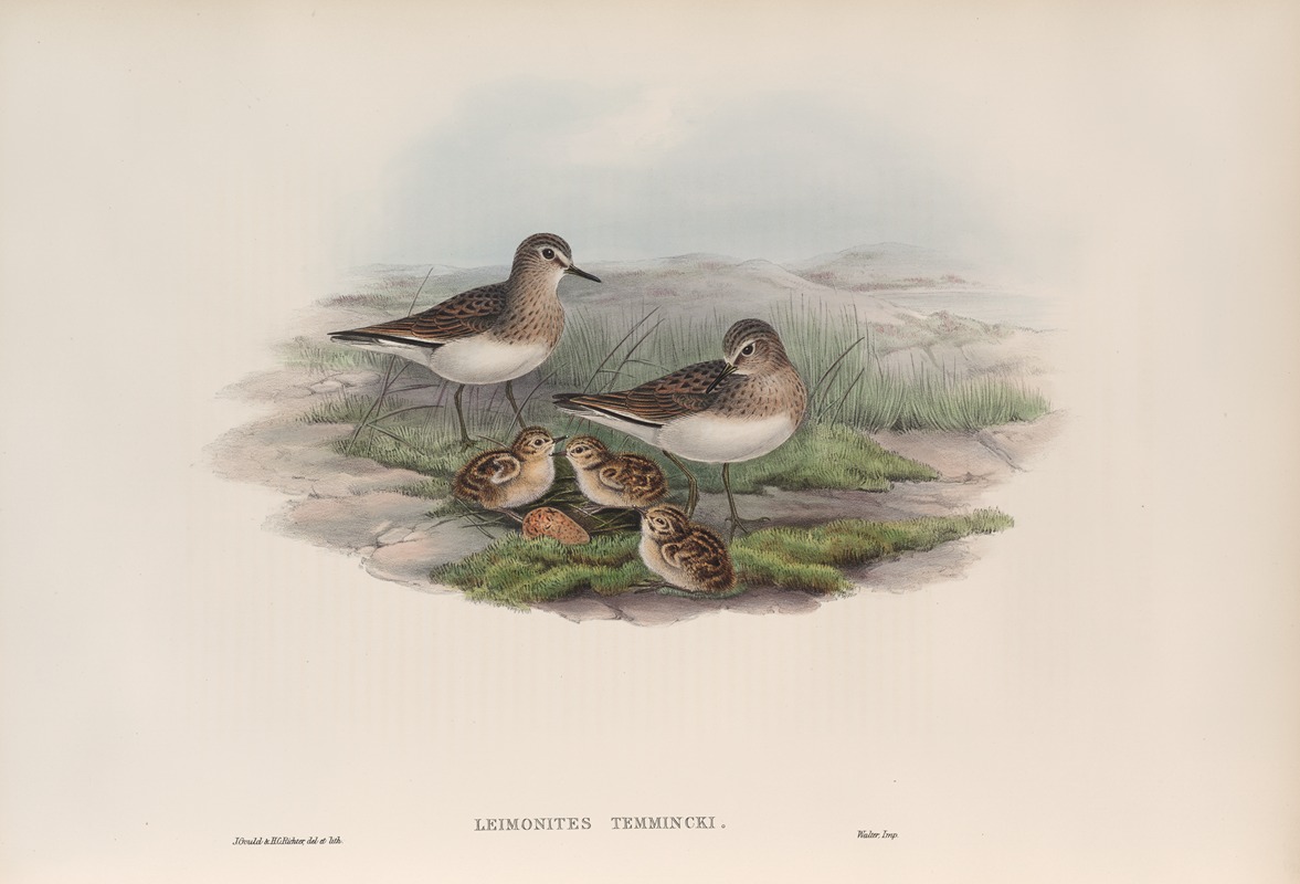 Leimonites Temminckii. Temminck's Stint. by John Gould, 1862-1873 — digital art print download