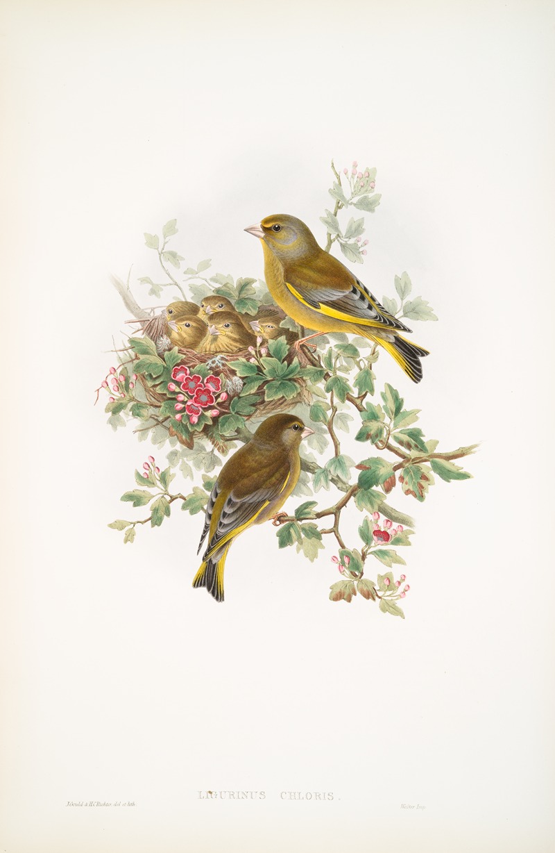 Ligurinus chloris. Greenfinch. by John Gould, 1862-1873 — digital art print download