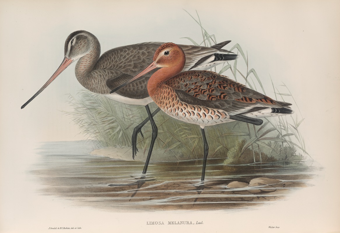 Limosa melanura. Black-tailed Godwit. — John Gould