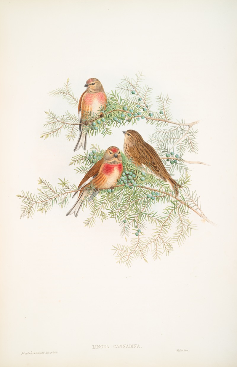 Linota cannabina. Linnet. by John Gould, 1862-1873 — digital art print download
