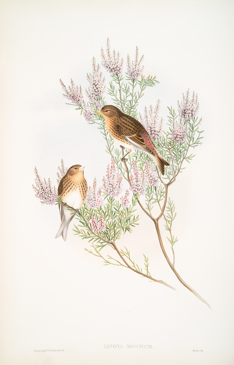 Linota montium. Twite, or Mountain-Linnet. — John Gould