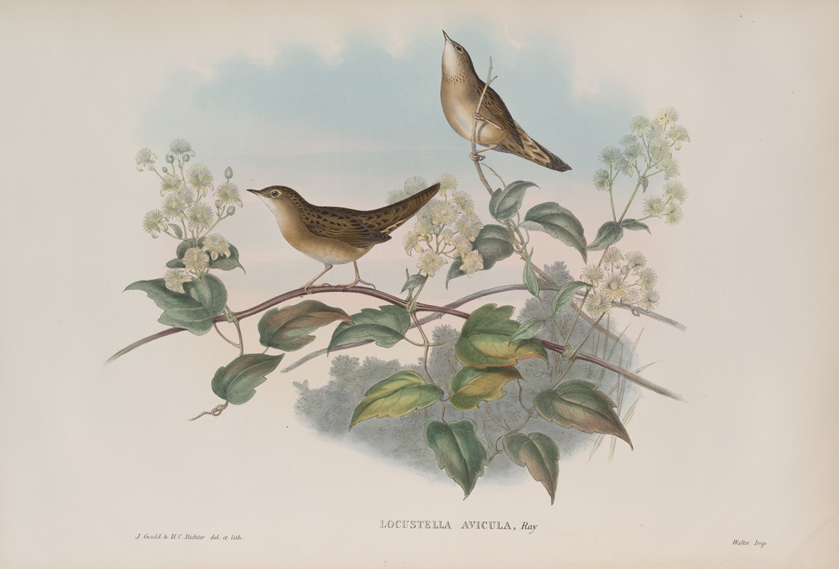 Locustella avicula. Grasshopper Warbler. by John Gould, 1862-1873 — digital art print download
