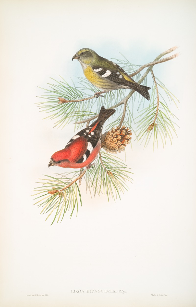 Loxia bifasciata. White-winged Crossbill. — John Gould