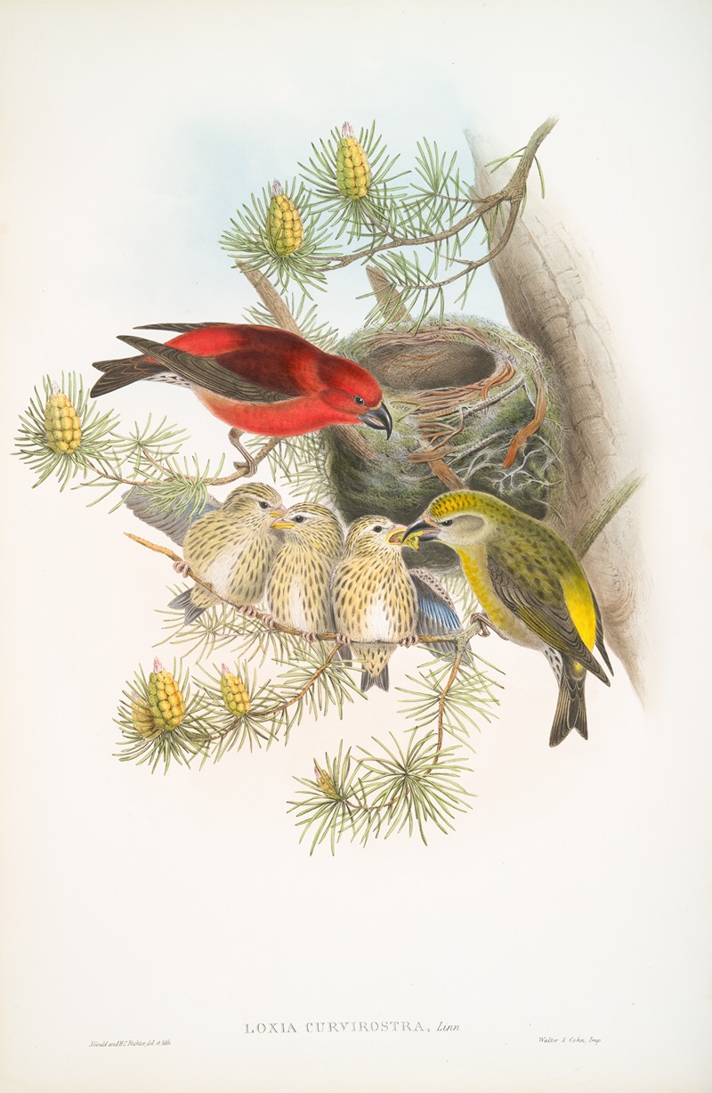 Loxia curvirostra. Common Crossbill. by John Gould, 1862-1873 — digital art print download