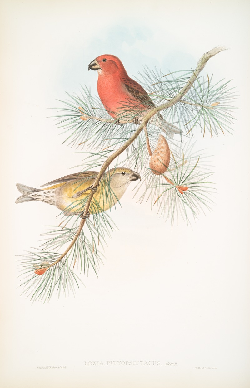 Loxia pityopsittacus. Parrot Crossbill. — John Gould