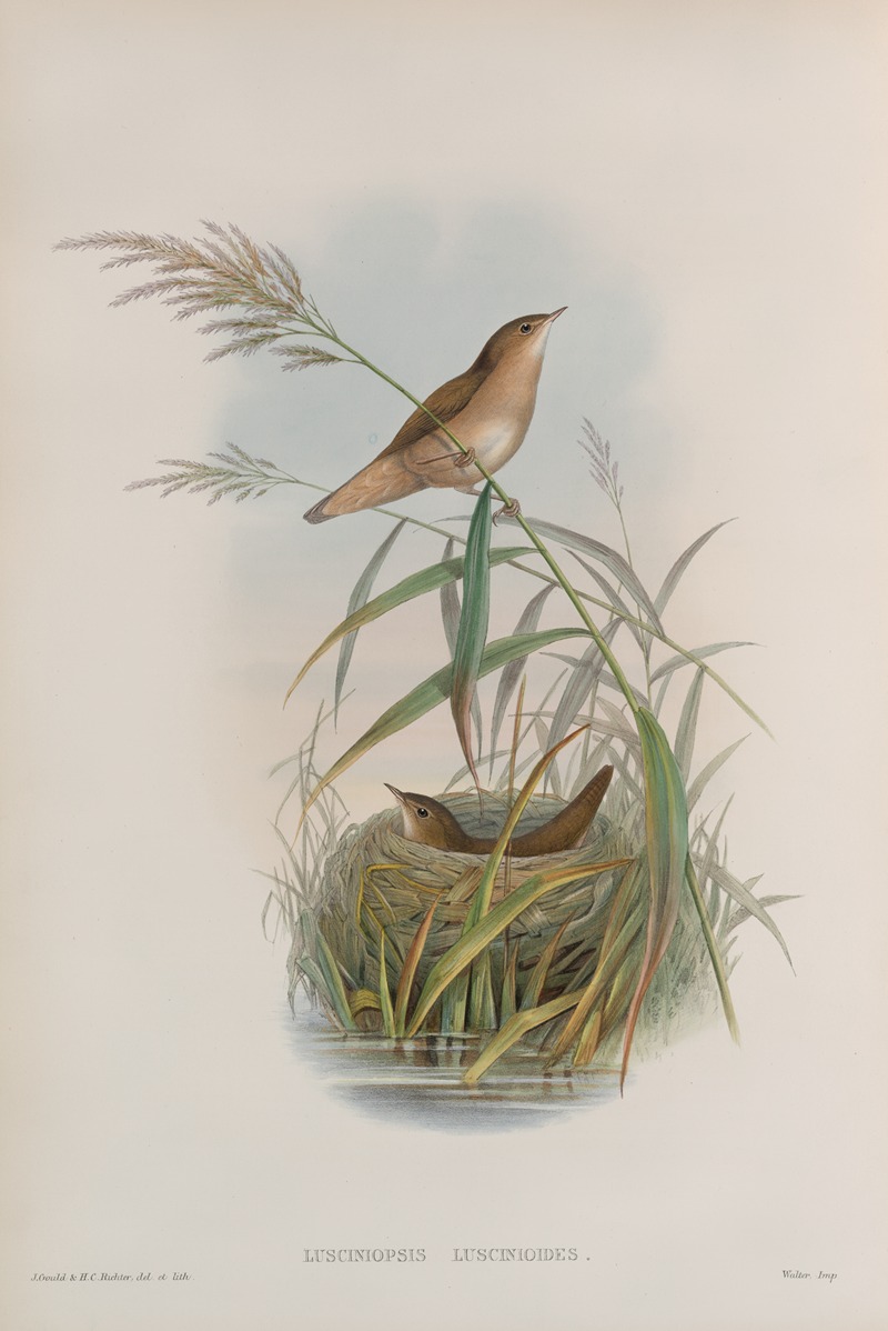 Lusciniopsis luscinioides. Savi's Warbler. — John Gould