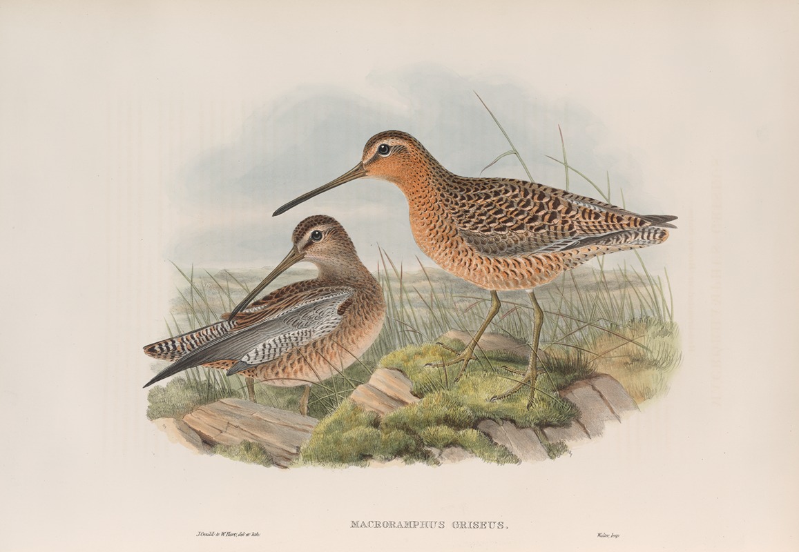 Macrorhamphus griseus. Red-breasted or Brown Snipe. by John Gould, 1862-1873 — digital art print download