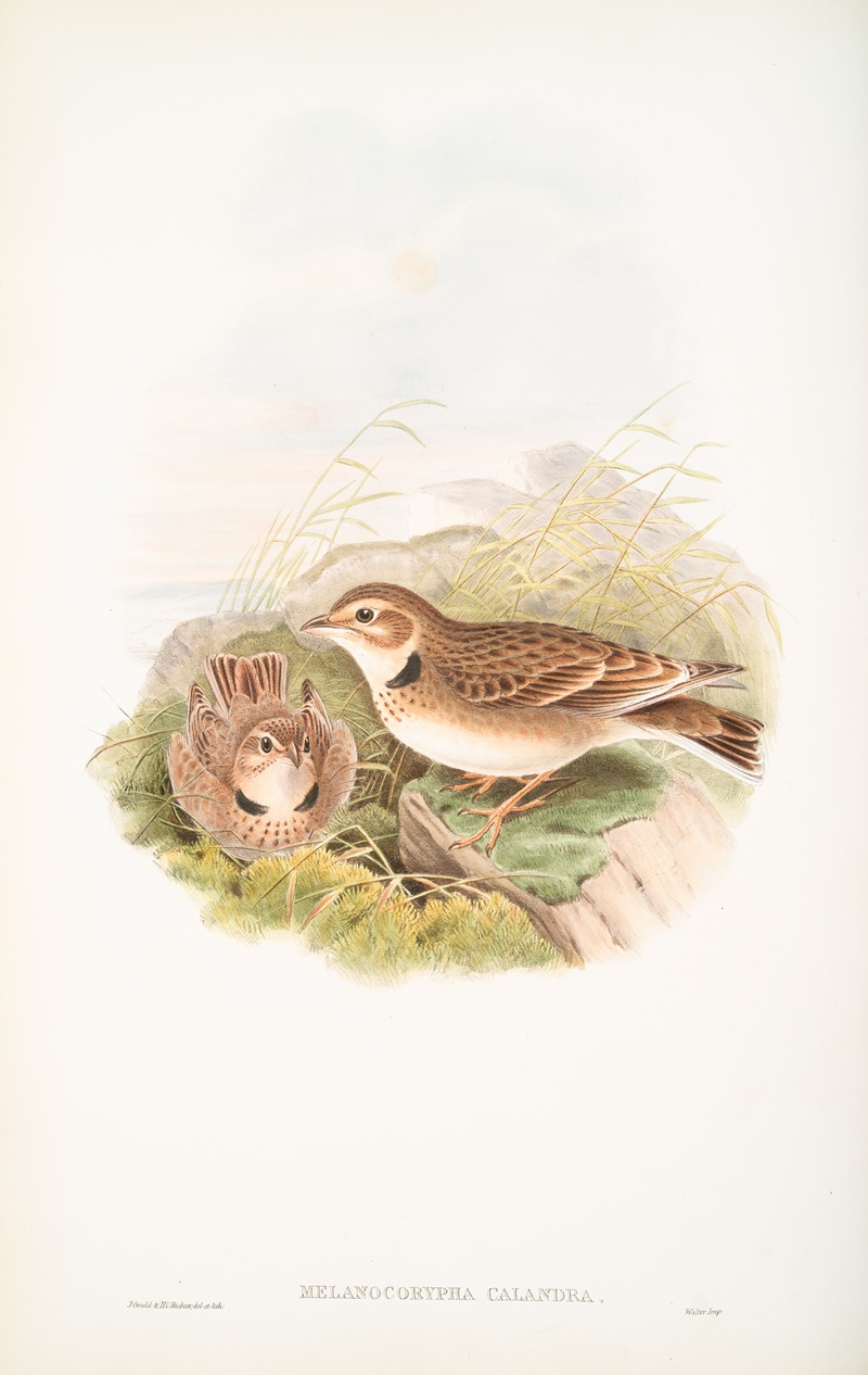 Melanocorypha calandra. Calandra Lark. by John Gould, 1862-1873 — digital art print download