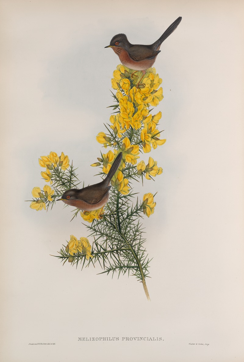 Melizophilus provincialis. Dartford Warbler. by John Gould, 1862-1873 — digital art print download