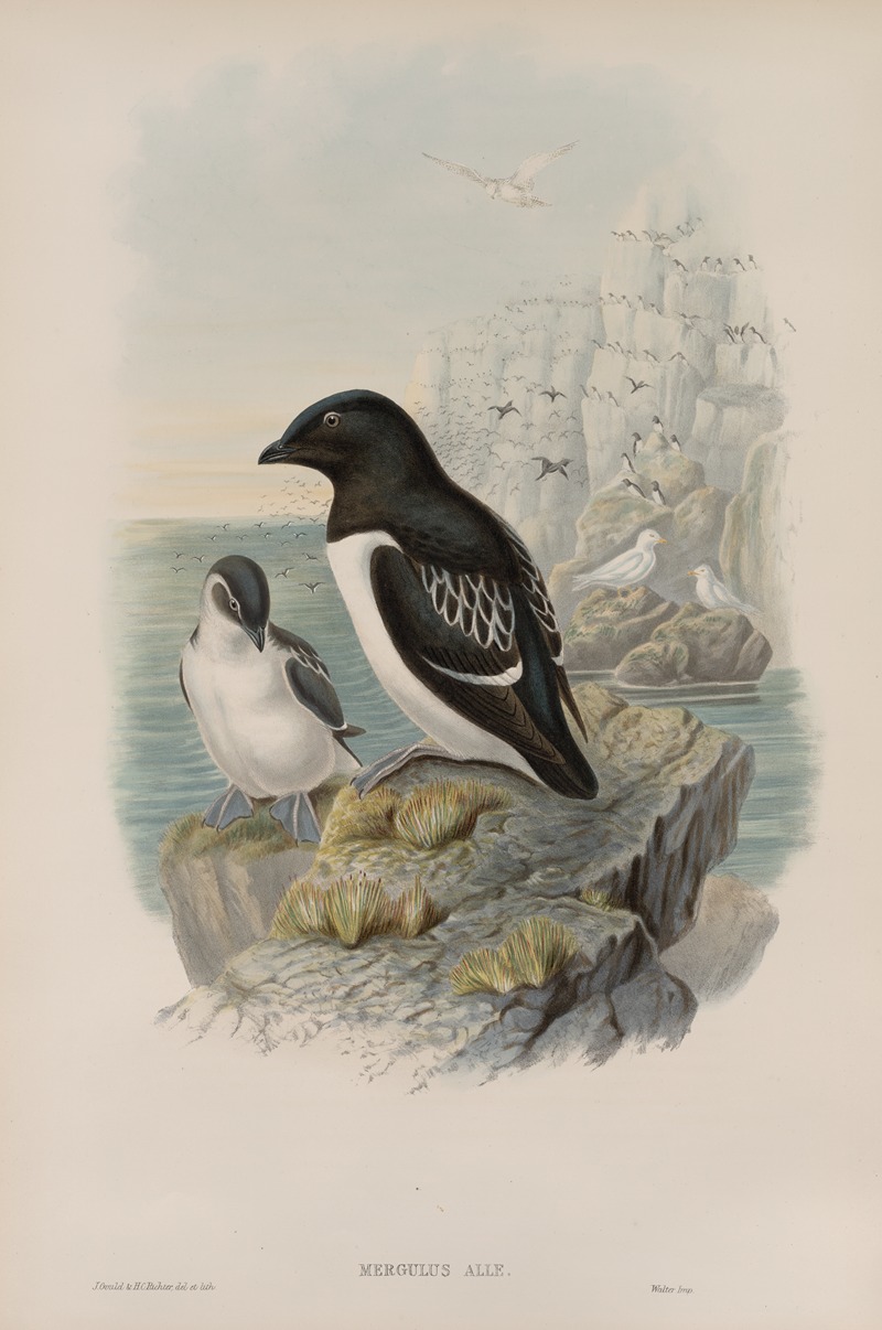 Mergulus alle. Little Auk. — John Gould