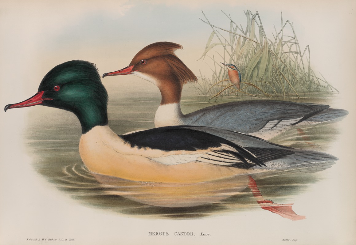 Mergus castor. Goosander. by John Gould, 1862-1873 — digital art print download