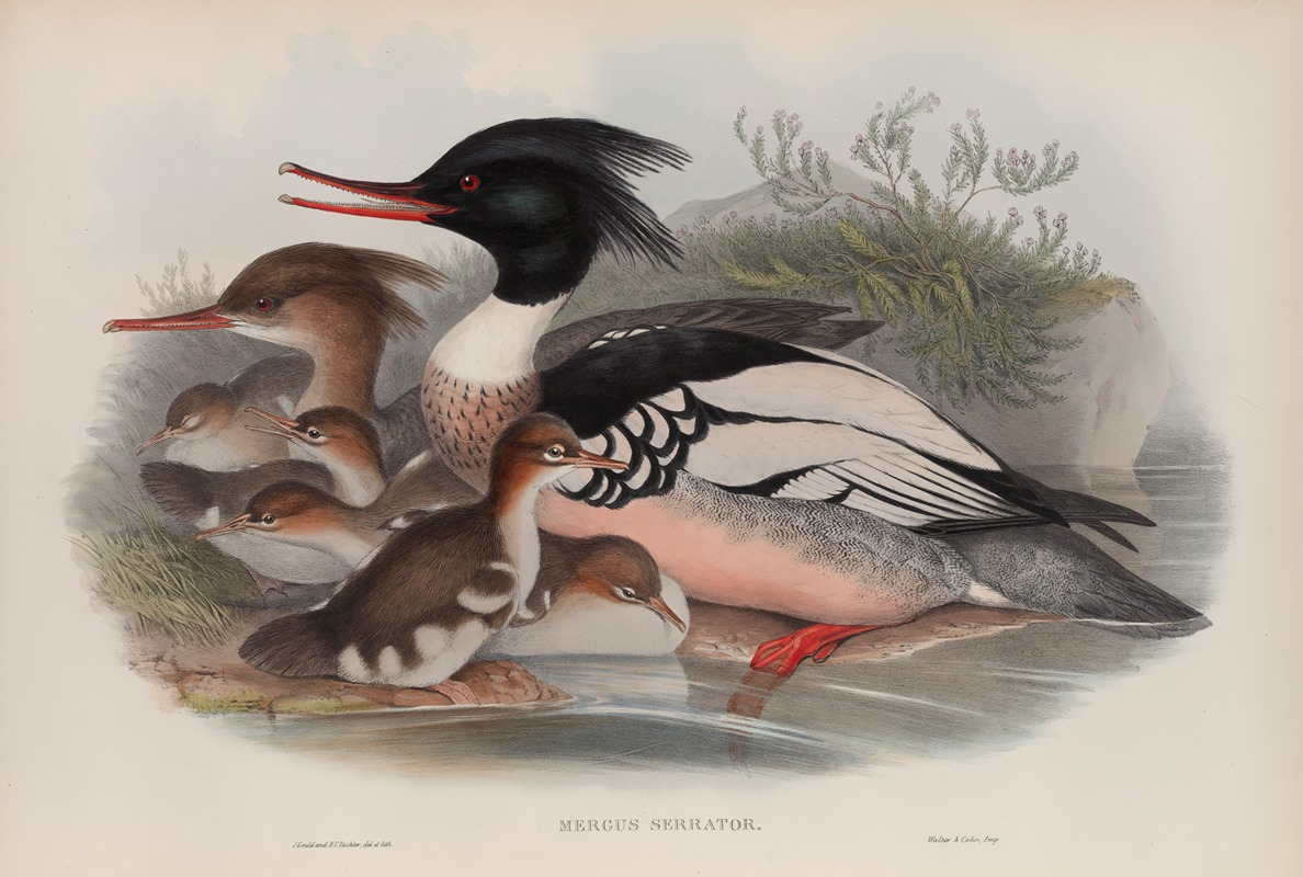 Mergus serrator. Merganser. by John Gould, 1862-1873 — digital art print download