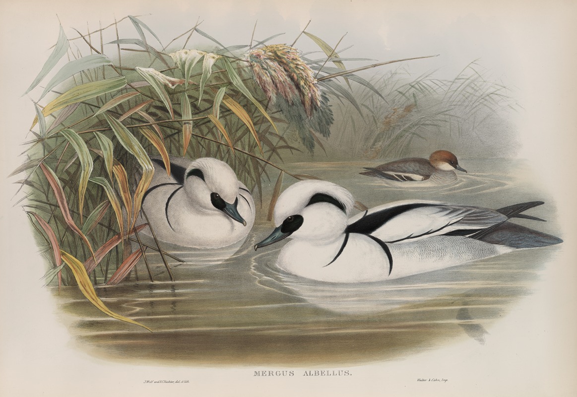 Mergus umbellus. by John Gould, 1862-1873 — digital art print download