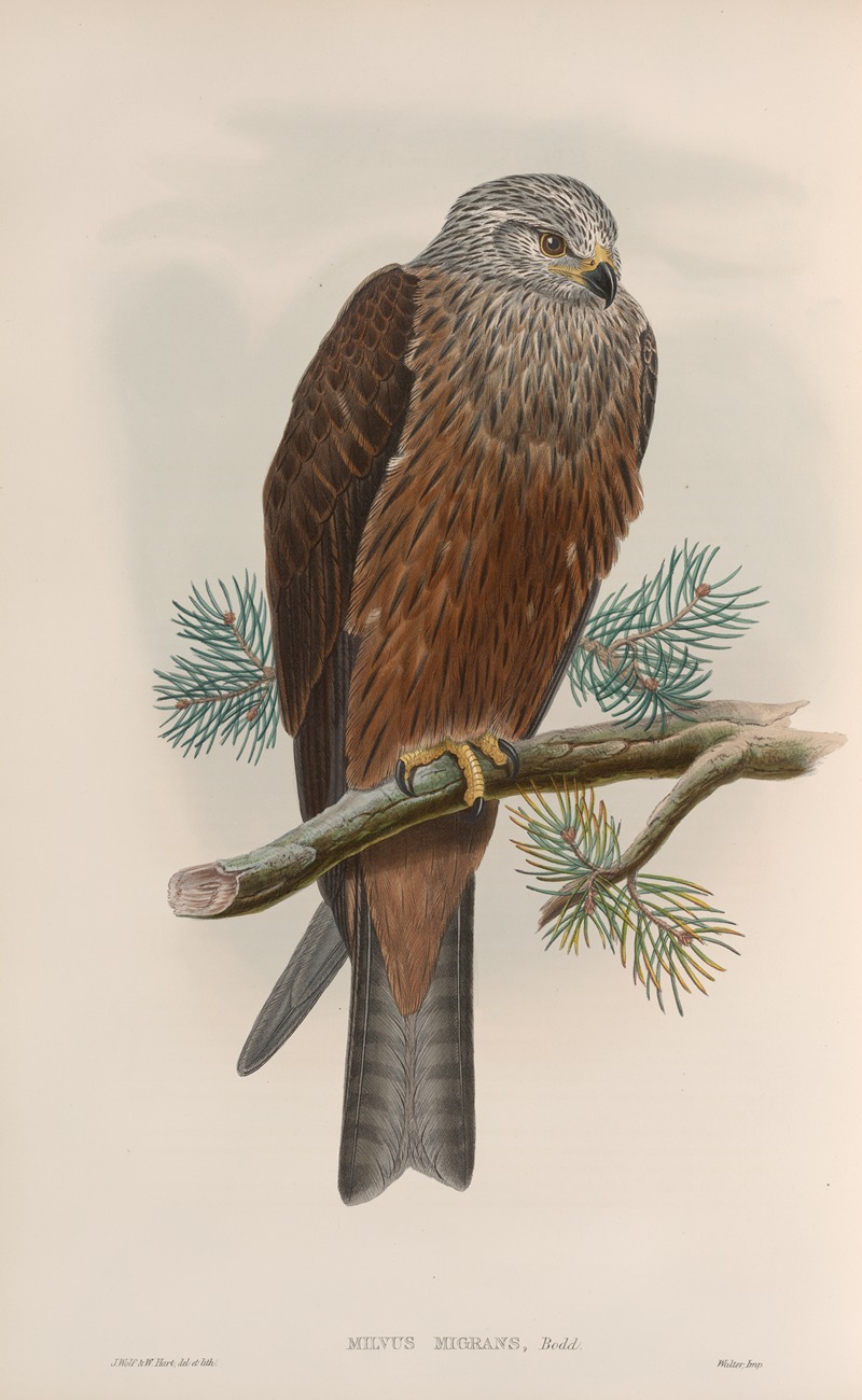 Milvus migrans. Black Kite. by John Gould, 1862-1873 — digital art print download