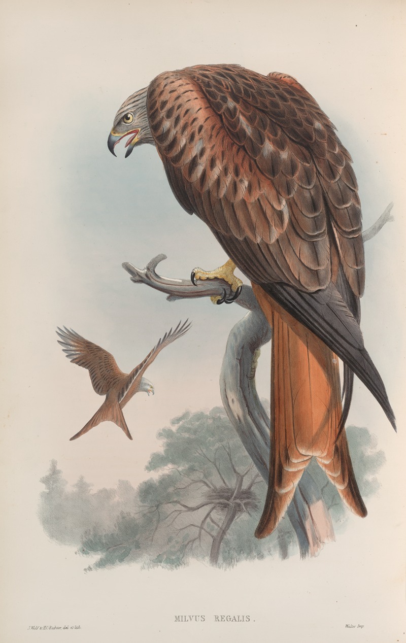 Milvus regalis. Kite or Glead. by John Gould, 1862-1873 — digital art print download