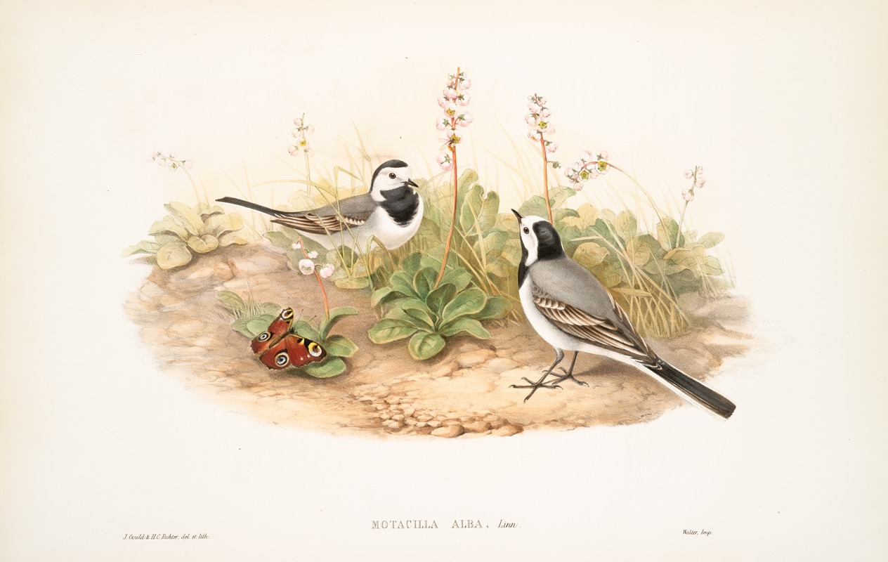 Motacilla alba. White Wagtail. by John Gould, 1862-1873 — digital art print download