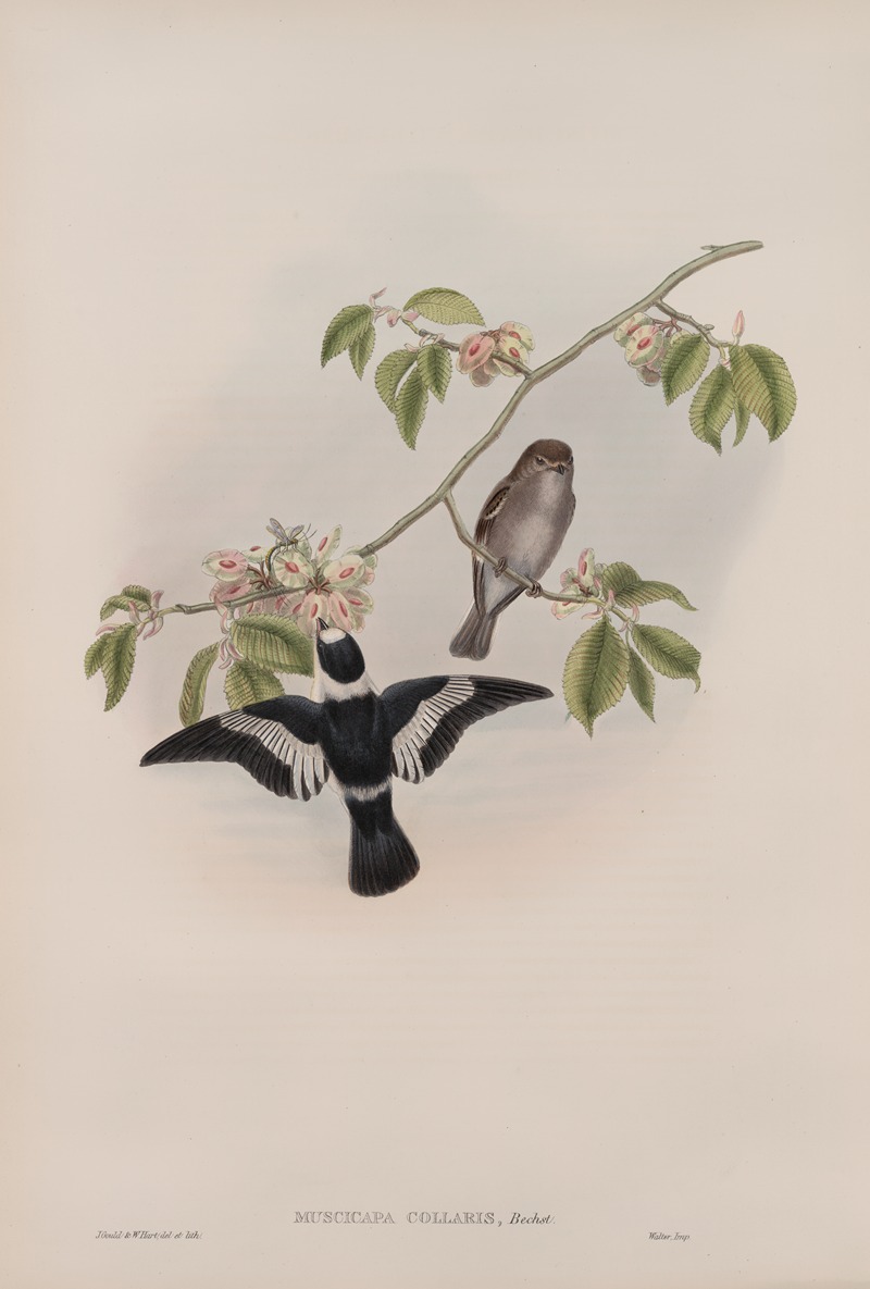 Muscicapa collaris. White-collared Flycatcher by John Gould, 1862-1873 — digital art print download