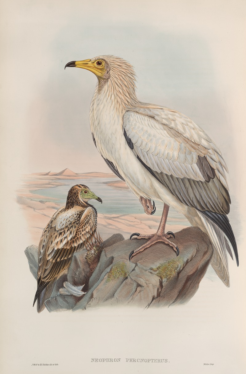Neophron percnopterus. Egyptian Vulture. — John Gould