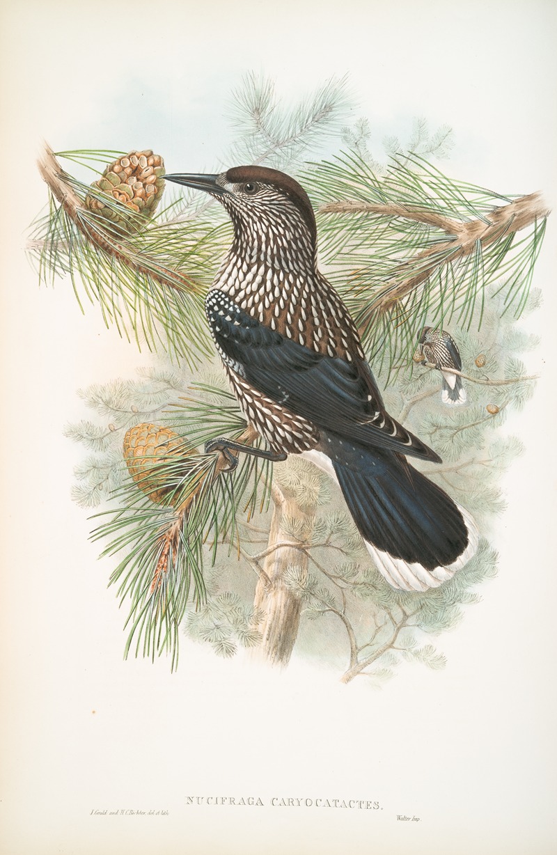 Nucifraga caryocatactes. Nutcracker. by John Gould, 1862-1873 — digital art print download