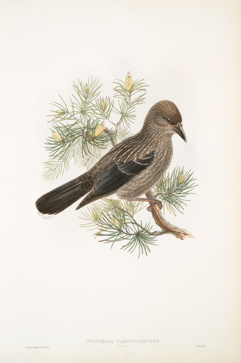 Nucifraga caryocatactes. Young. Nutcracker. by John Gould, 1862-1873 — digital art print download
